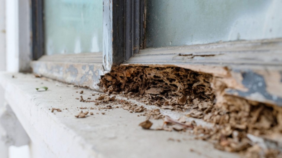 How To Identify Termite Damage