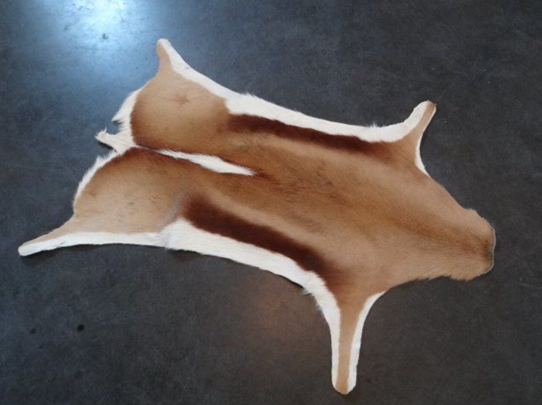 Springbok Hide History: The Origins of the South African National Symbol